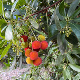 Aardbeienboom 'Atlantic' - Willemse