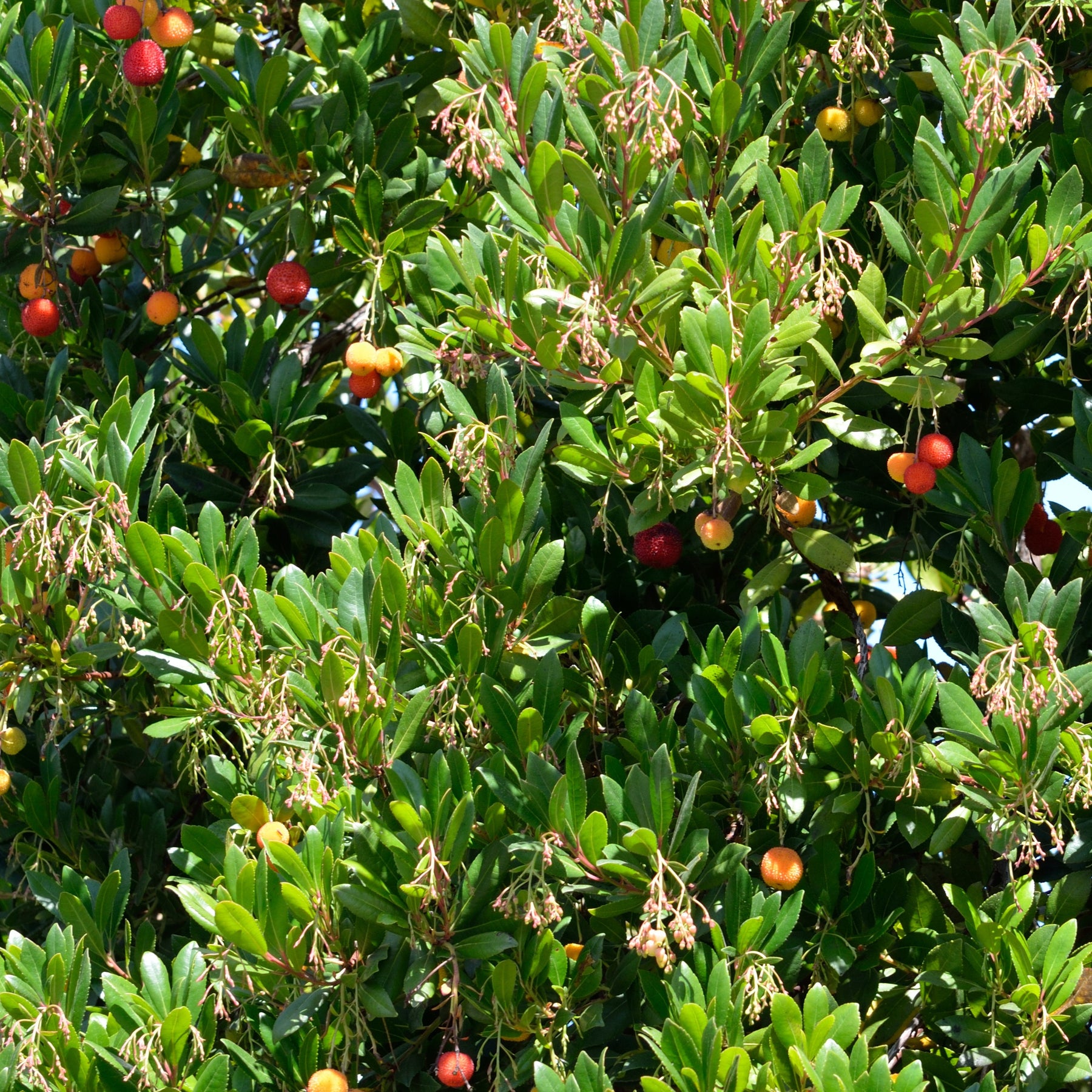 Aardbeienboom 'Atlantic' - Arbutus unedo Atlantic - Willemse