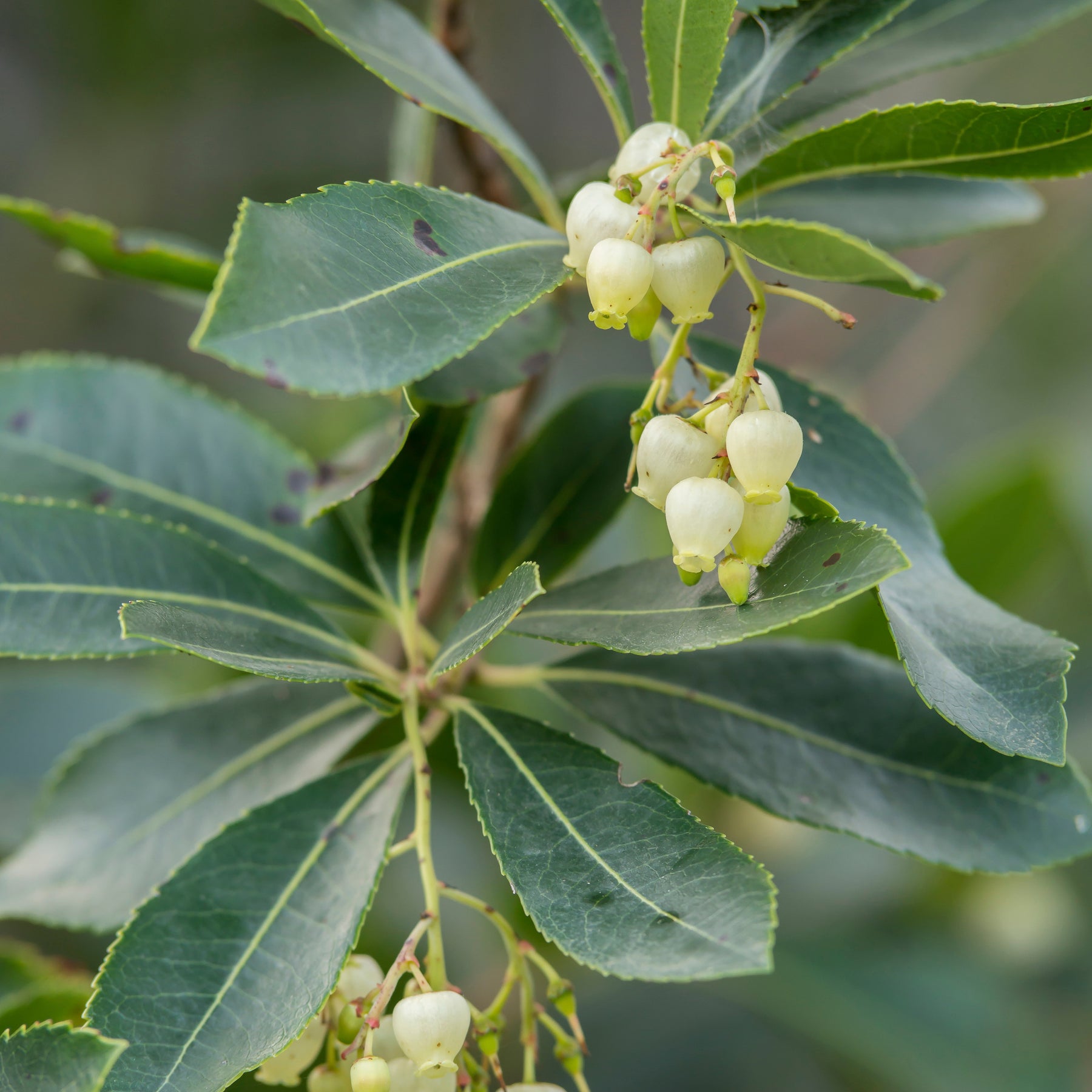 Arbutus unedo Atlantic - Aardbeienboom 'Atlantic' - Andere fruitbomen en -struiken