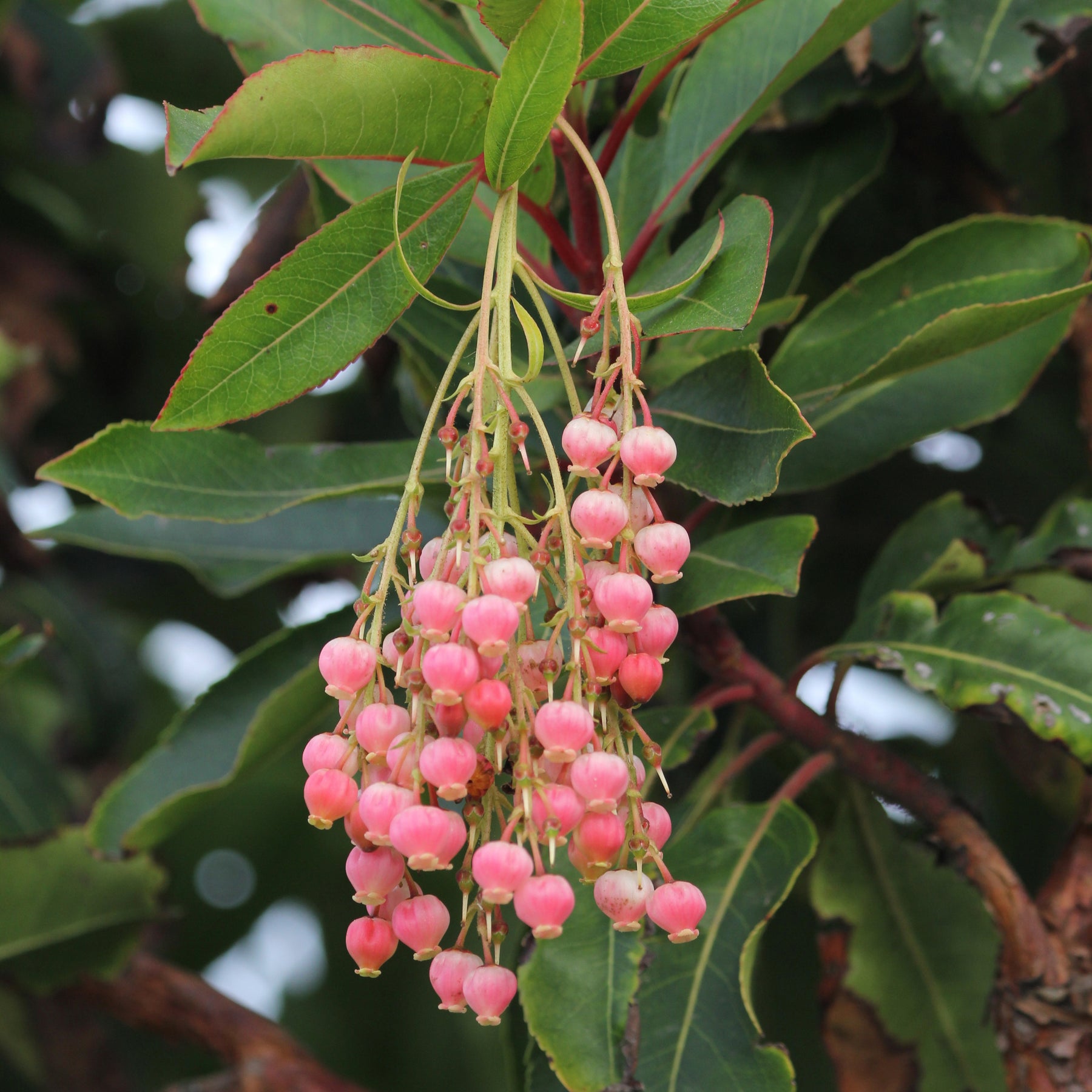 Aardbeienboom 'Rubra' - Arbutus unedo 'rubra' - Willemse