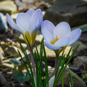 Crocussen Blue Pearl - Crocus biflorus 'Blue Pearl' - Willemse