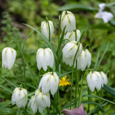 Parelhoenders Fritillaria, effen wit - Willemse