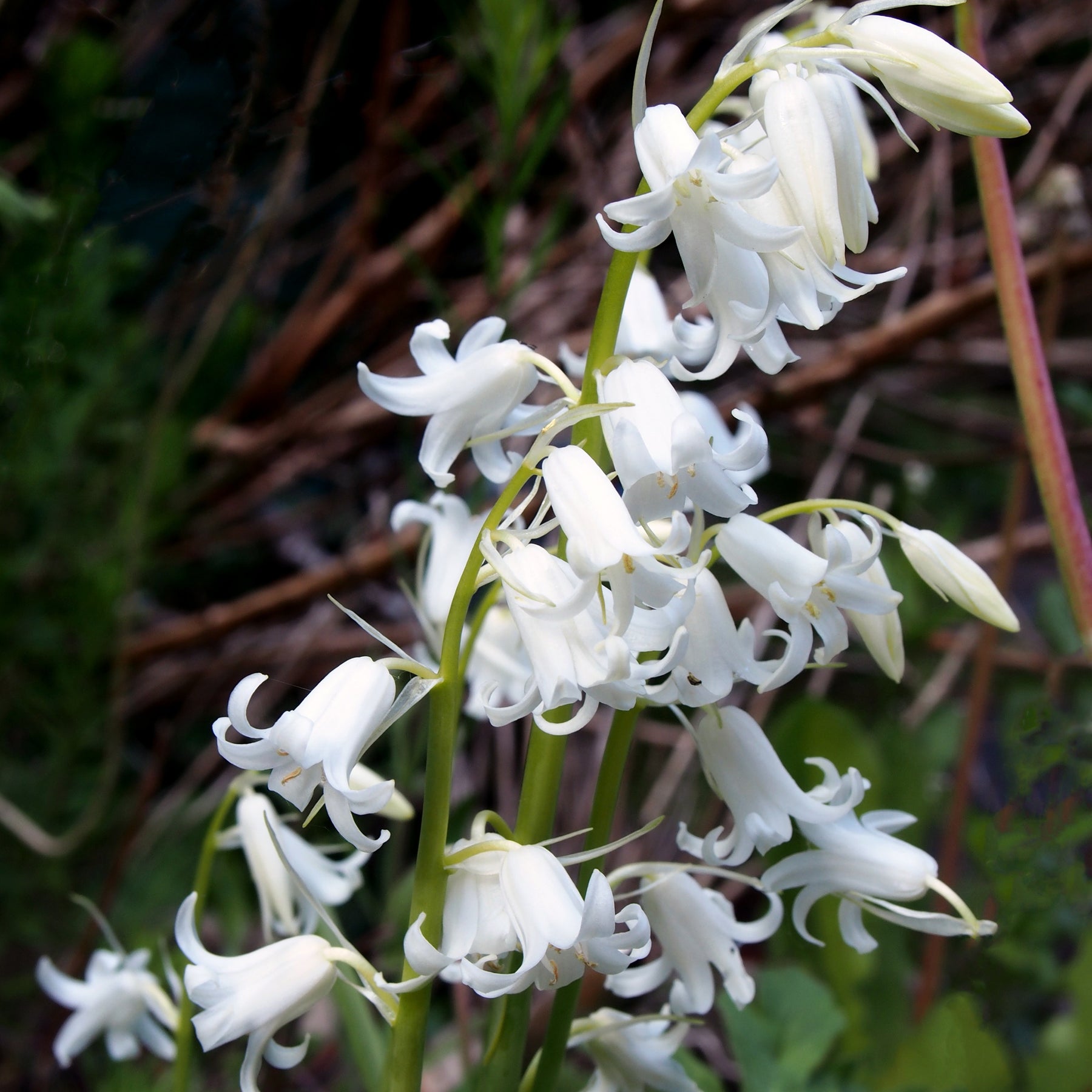 Hyacint - Witte Spaanse hyacinten - Hyacinthoides 'hispanica white'