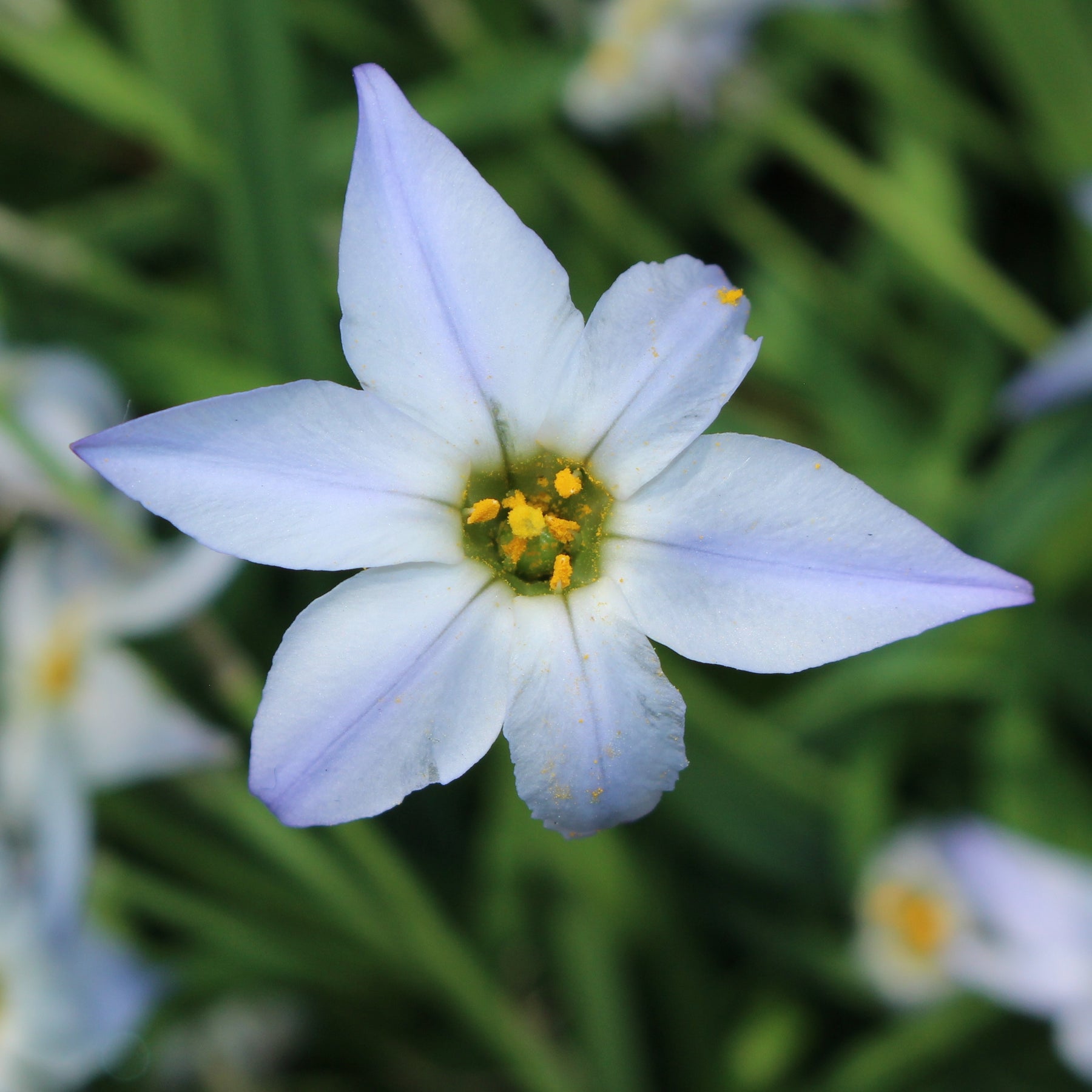 Ipheion uniflorum 'wisley blue' - Wisley Blue Lentesterren - Voorjaarsbloeiers