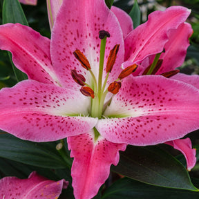 Lilium Star Gazer - Oosterse Lelie Star Gazer - Lelie