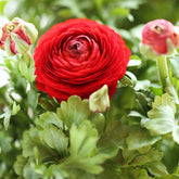 Rode Ranonkels - Ranunculus red - Willemse