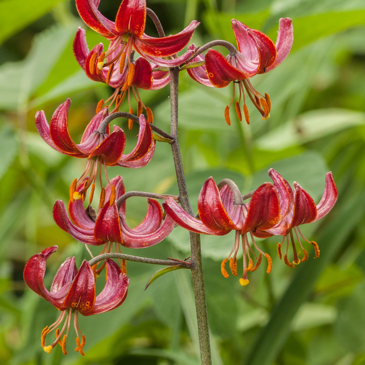 Turkse lelie Claude Shride - Willemse