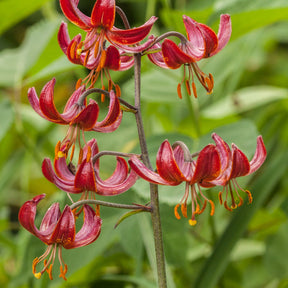 Turkse lelie Claude Shride - Willemse