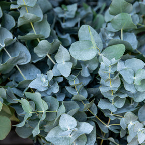 Gomboom 'Baby Blue' - Eucalyptus pulverulenta Baby Blue - Willemse