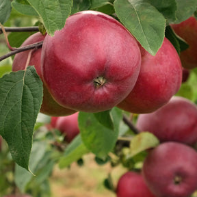 Appelboom 'Marylin Red' - Willemse