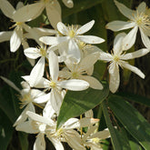 Bosrank 'Little White Charm' - Willemse