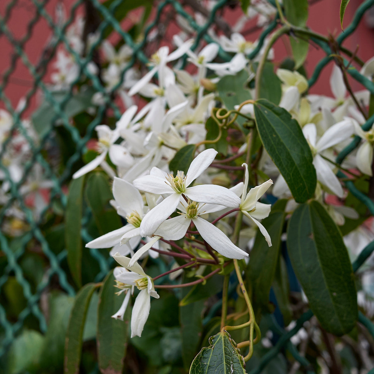 Bosrank 'Little White Charm' - Clematis armandii 'little white charm' - Willemse
