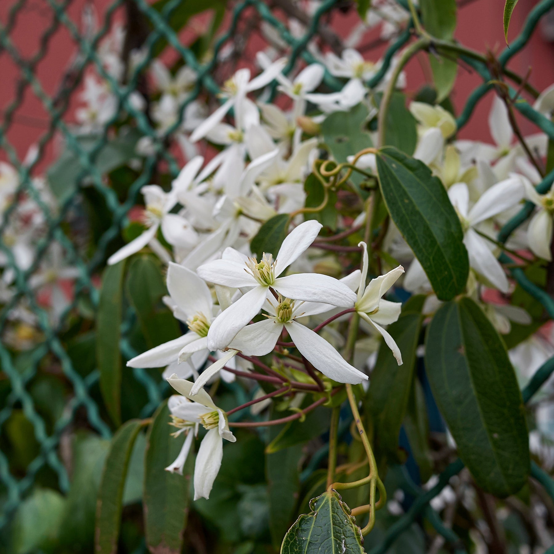 Bosrank 'Little White Charm' - Clematis armandii 'little white charm' - Willemse