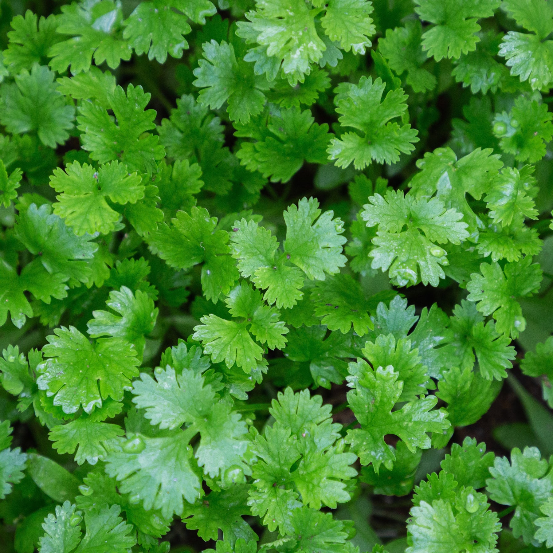Koriander - Coriandrum sativum - Willemse