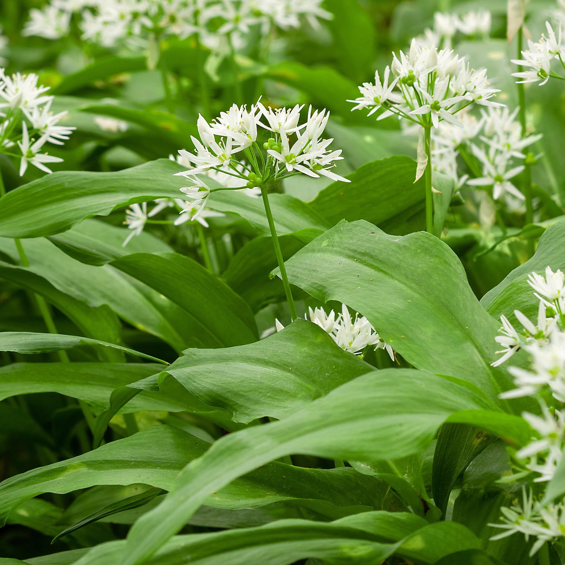 Artisjok - Wilde knoflook - Allium ursinum