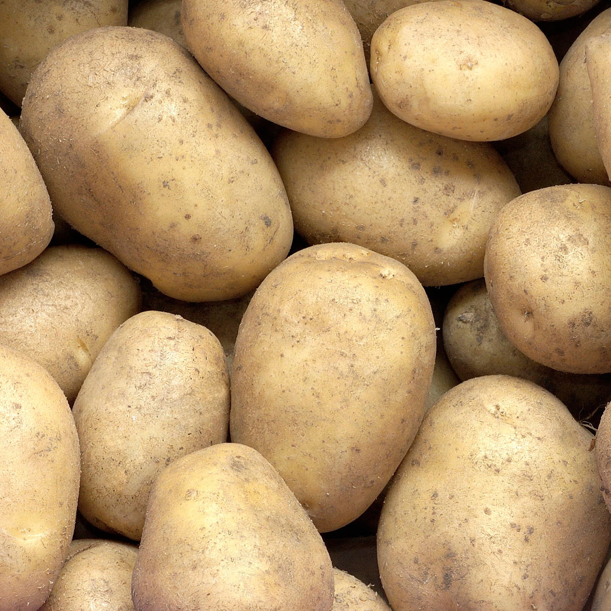 Aardappel 'Minette' - Willemse