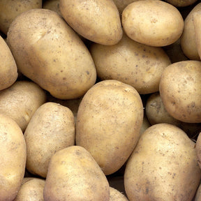 Aardappel 'Minette' - Willemse