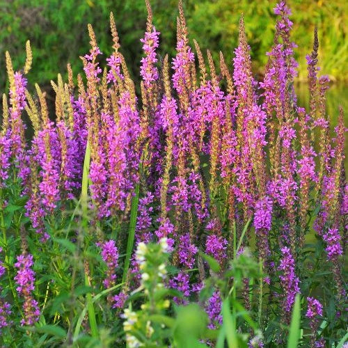 Kattestaart - Vijvers