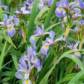 Versicolor Iris - Iris versicolor - Vijvers