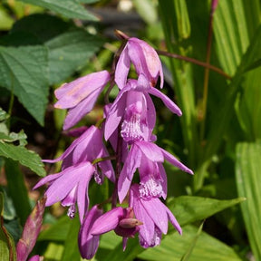 Hyacint Orchidee - Bletilla striata - Vijvers