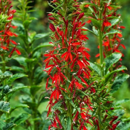 Scharlaken Lobelia - Vijvers