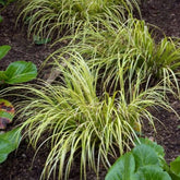 Kalmoes - Acorus gramineus Ogon - Vijvers