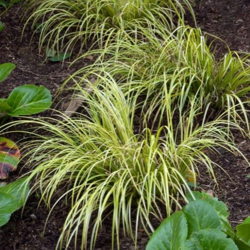 Kalmoes - Acorus gramineus Ogon - Vijvers