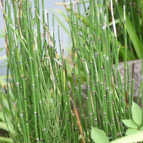 Japanse paardenstaart - Equisetum japonicum - Vijvers