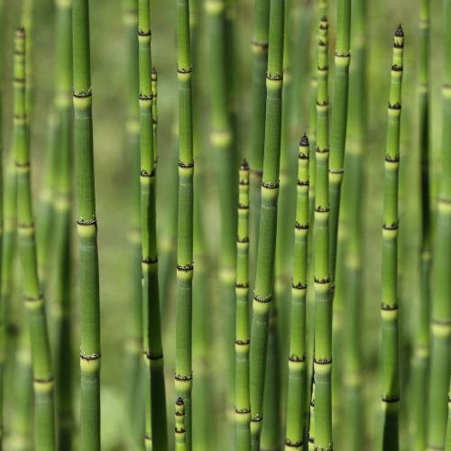 Japanse paardenstaart - Equisetum japonicum - Vijverplanten