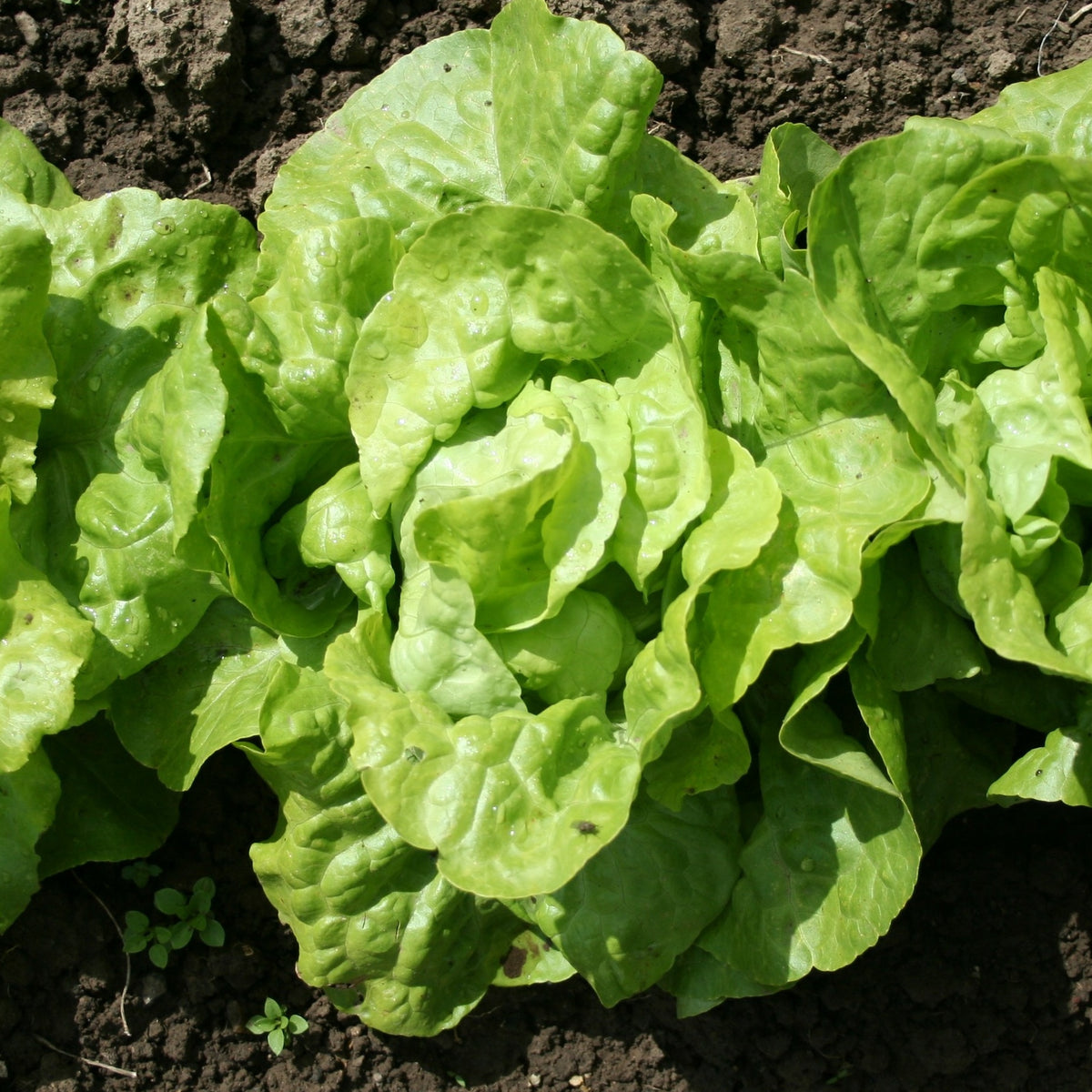 Kropsla 'Appia' (x6) - Willemse