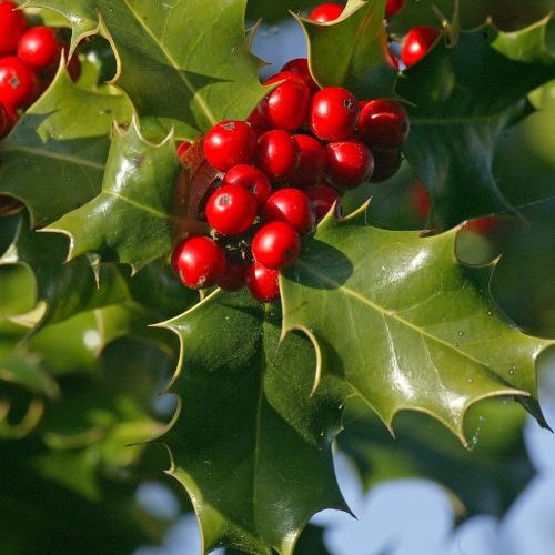 Hulsthaag - Ilex aquifolium - Willemse