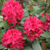 Rhododendron 'Nova Zembla' - Rhododendron Nova Zembla - Willemse