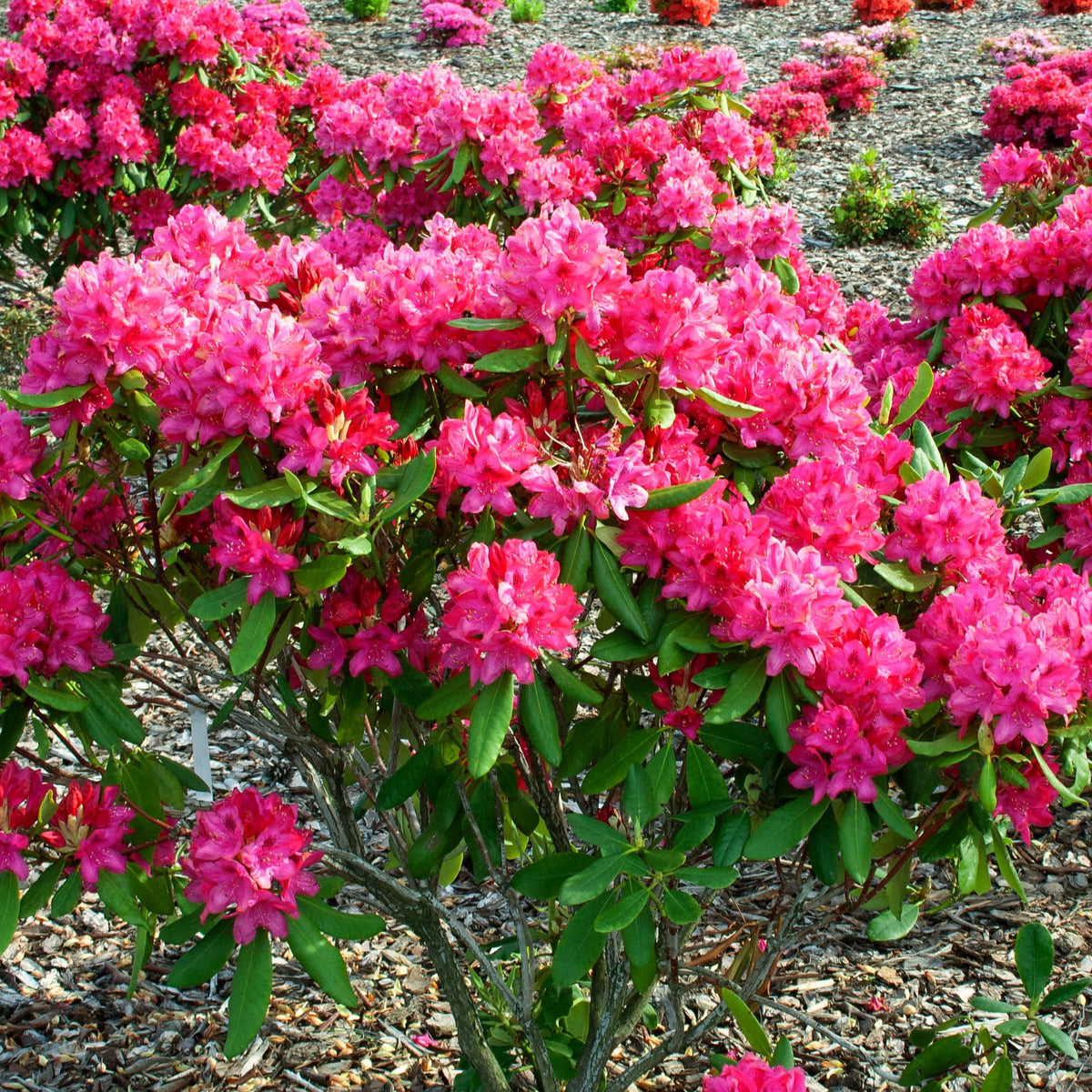 Rhododendron 'Nova Zembla' - Willemse