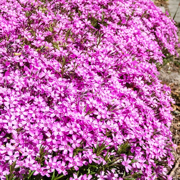 Kruipphlox (x3) - Phlox subulata - Bodembedekkers