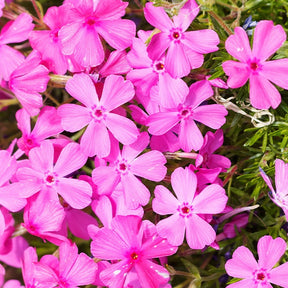 Kruipphlox (x3) - Phlox subulata
