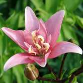 Dubbelbloemige lelie 'Elodie' (x3) - Lilium elodie - Willemse