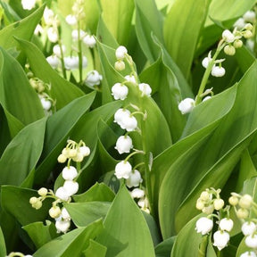Lelietjes-van-dalen 'Majalis' - Convallaria majalis