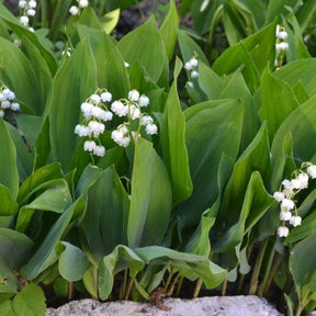 Verkoop Lelietje-van-dalen 'Majalis' - Convallaria majalis