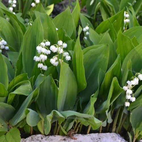 Verkoop Lelietje-van-dalen 'Majalis' - Convallaria majalis