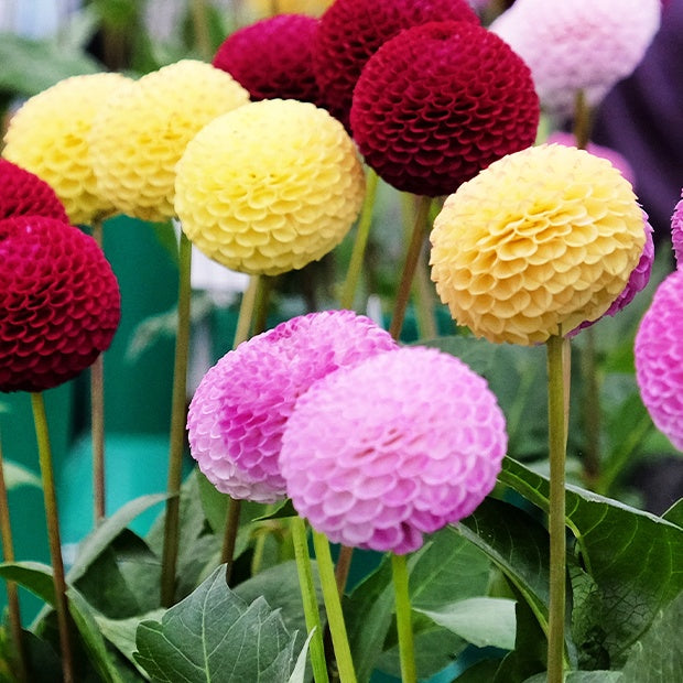 Dahlia - Pompondahlia (x5) - Dahlia 
