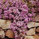 Saponaria ocymoïdes - Zeepkruid (x5) - Naakte wortels