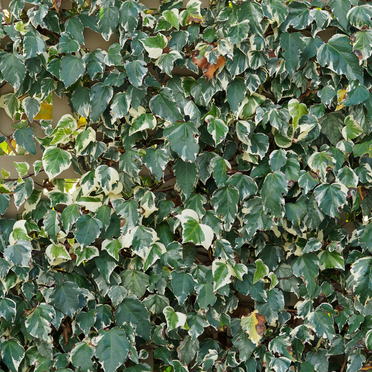 Klimop 'Gloire de Marengo' - Hedera algeriensis Gloire de Marengo - Willemse