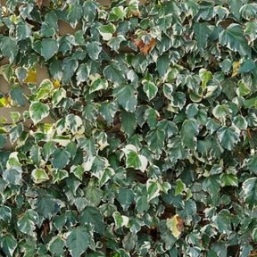 Klimop 'Gloire de Marengo' - Hedera algeriensis Gloire de Marengo - Willemse