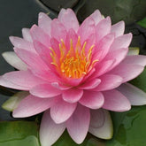 Waterlelie Nymphaea 'Hollandia' roze - Nymphaea Hollandia - Willemse
