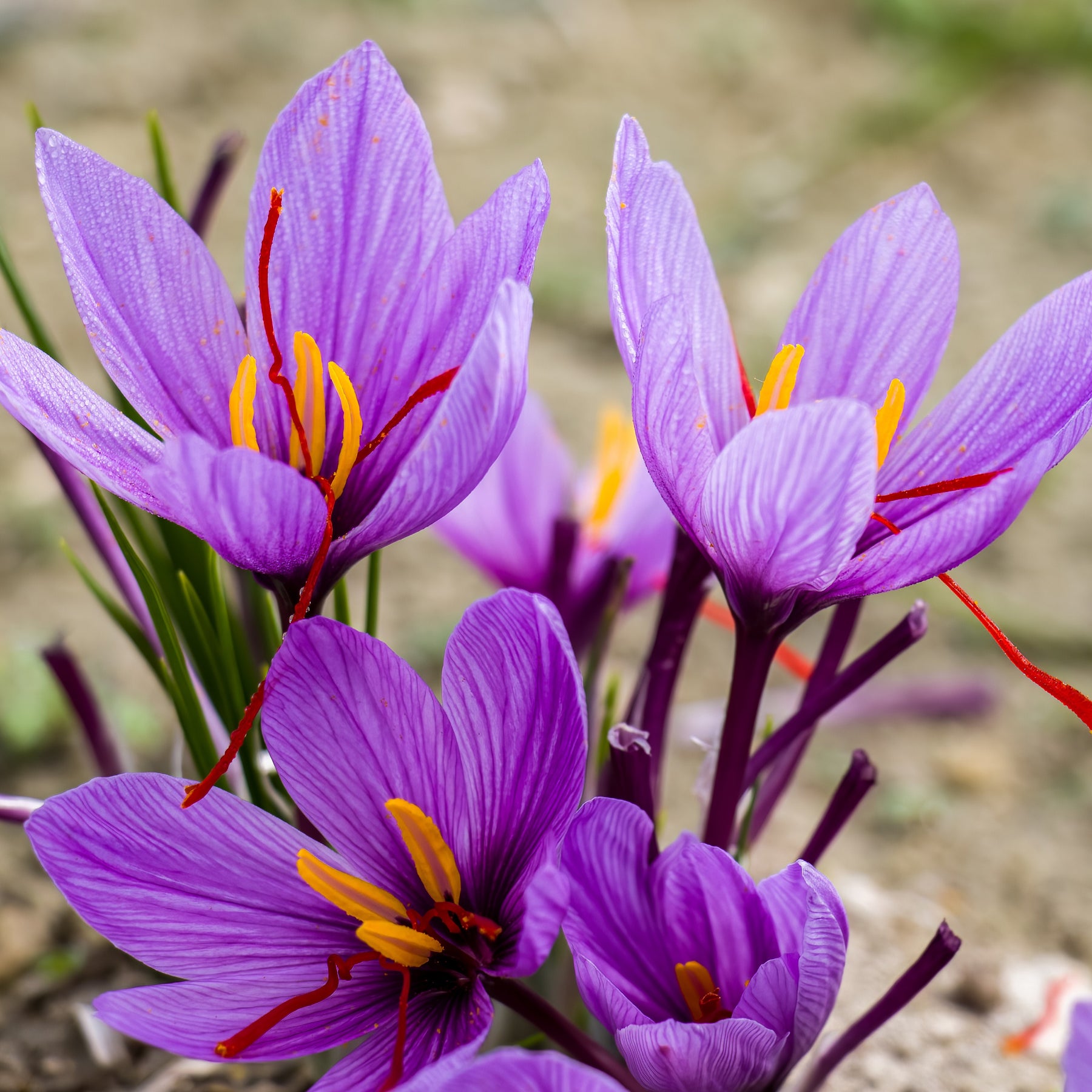 Saffraankrokus (x10) - Crocus sativus - Willemse