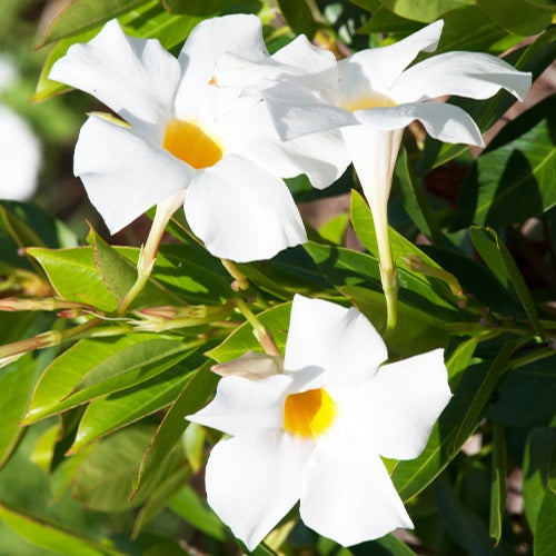 Chileense jasmijn - Mandevilla - Chileense jasmijn - Dipladenia