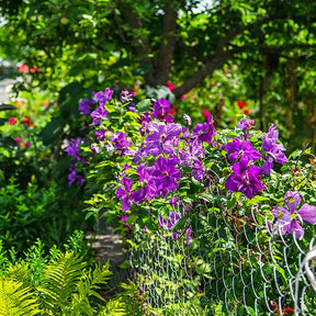 Clematis Président - Bosrank 'The President' - Clematis