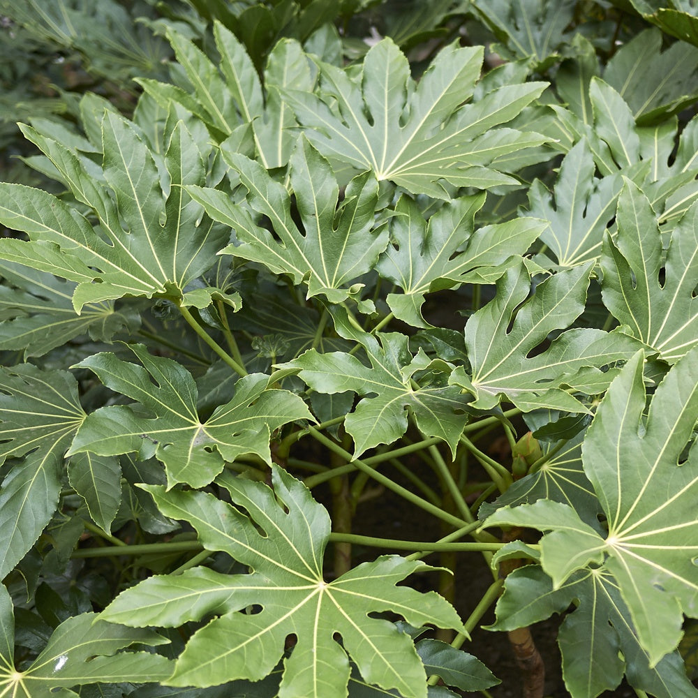 Vingerplant - Fatsia japonica