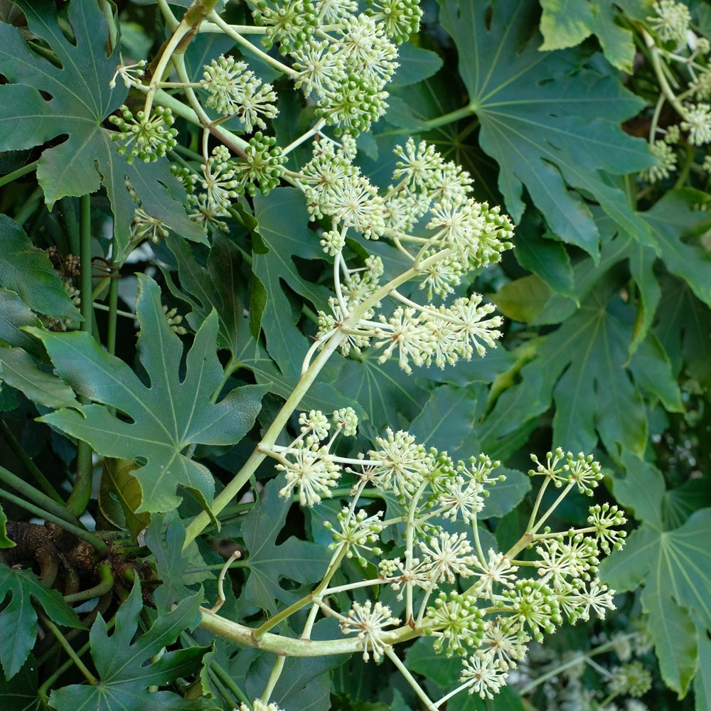 Vingerplant - Fatsia japonica