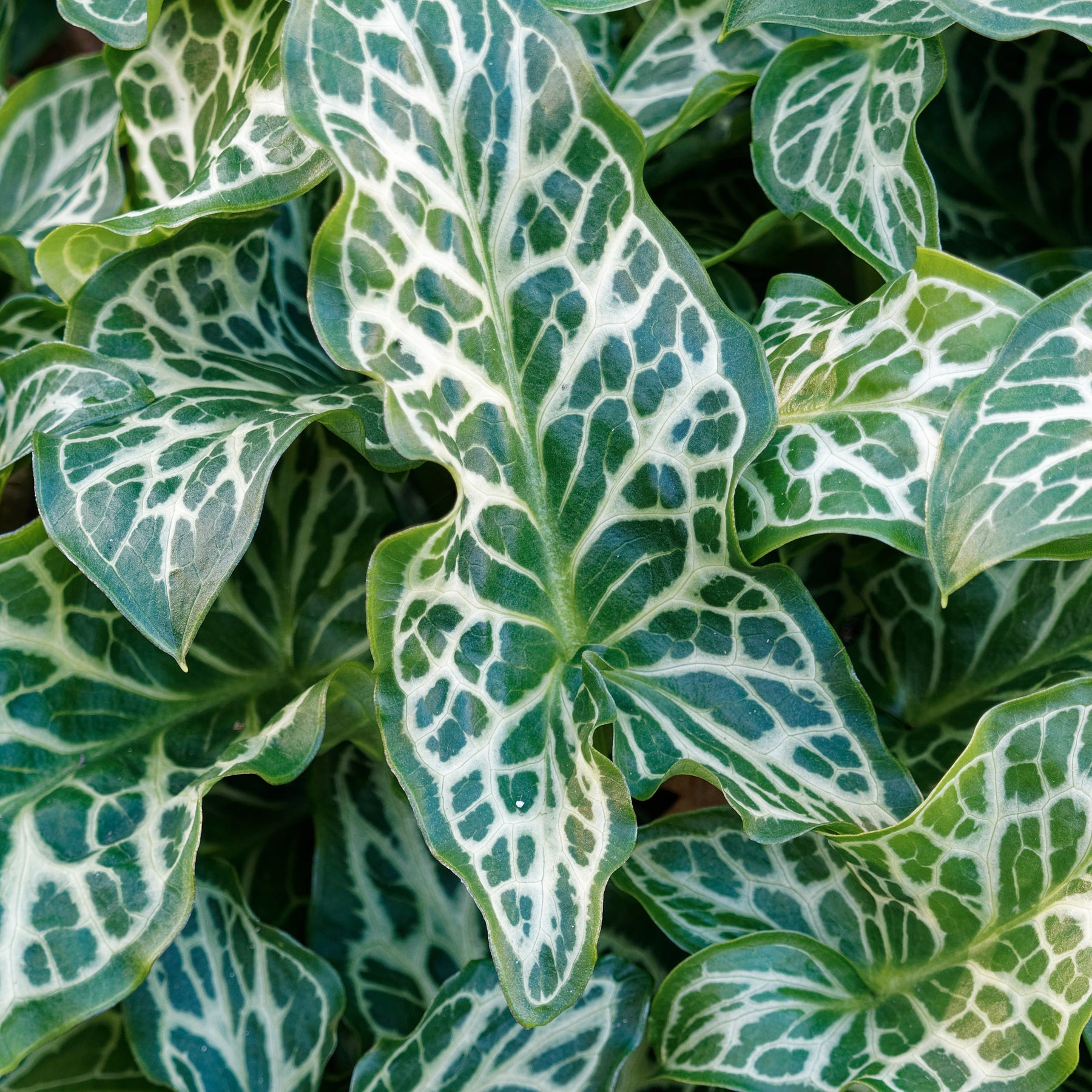 Arum italicum - Aronskelk (x3) - Aronskelk